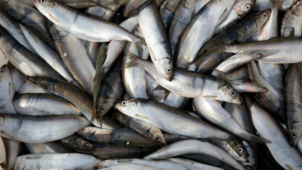 WWF-Fischratgeber: Diese Fische dürfen auf den Teller